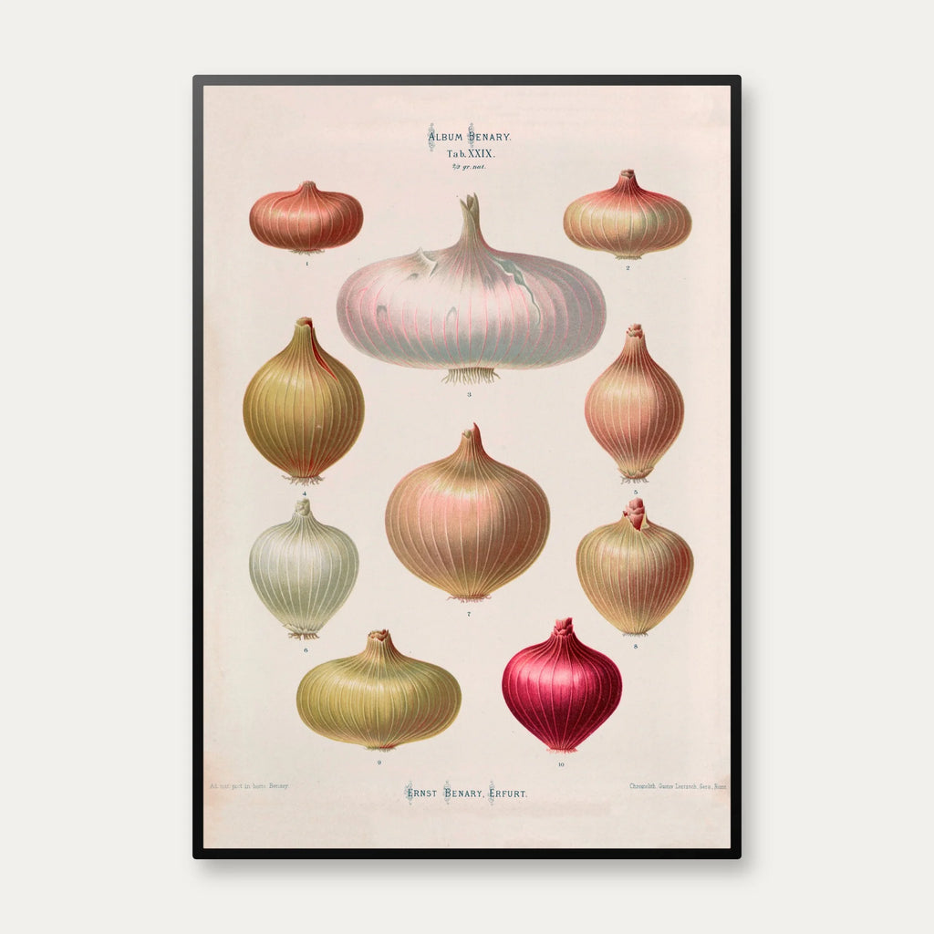 Løg - Botanisk planche af Ernst Benary fra 1880 – billede 1