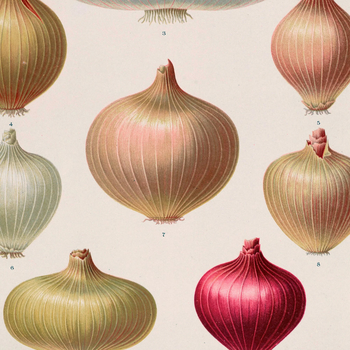 Løg - Botanisk planche af Ernst Benary fra 1880 – billede 4