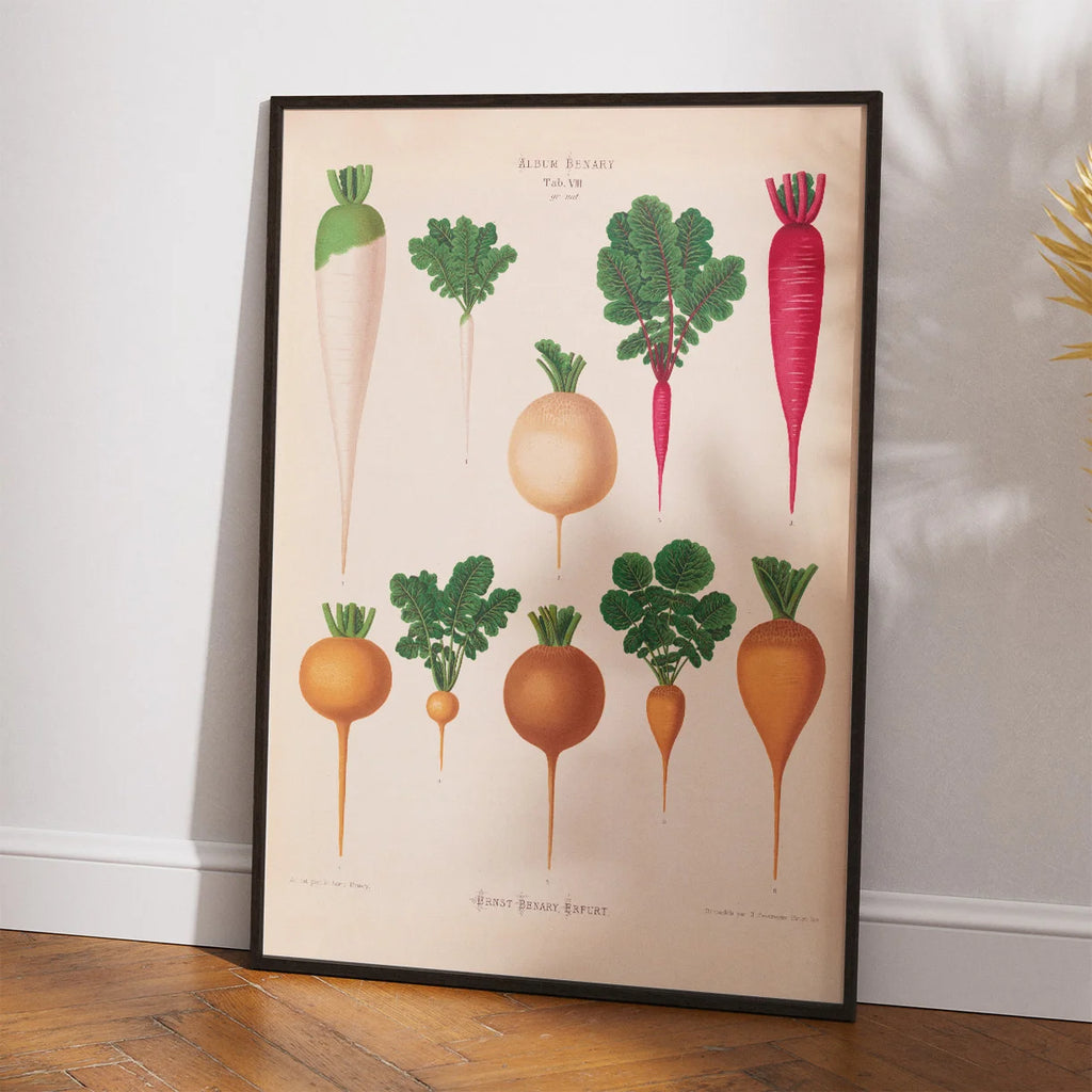 Radiser - Botanisk planche af Ernst Benary fra 1880 – billede 2