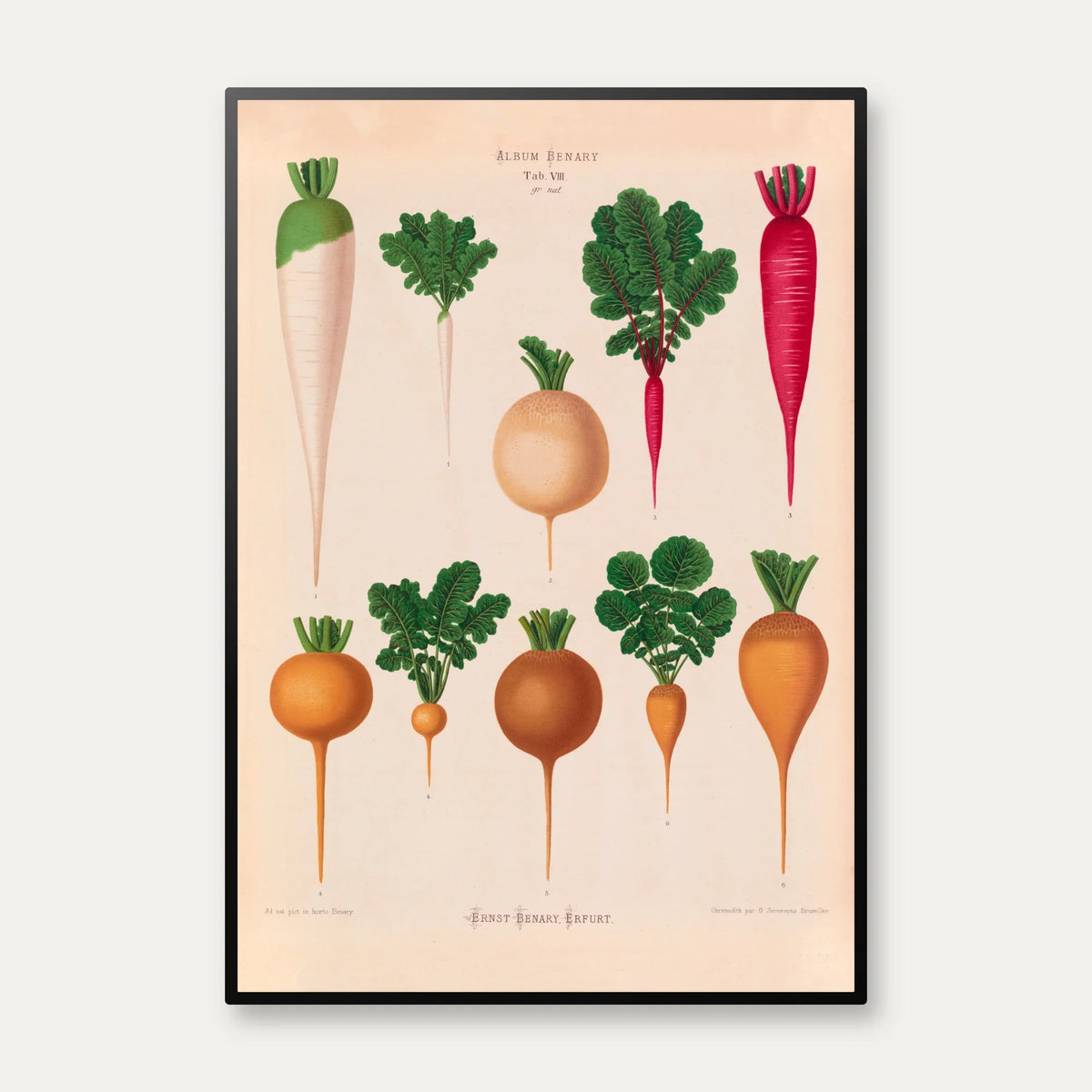 Radiser - Botanisk planche af Ernst Benary fra 1880 – billede 1