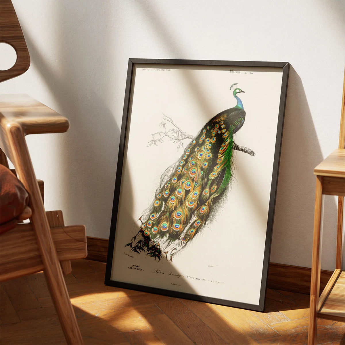 Påfugl - Naturillustration fra 1892 – billede 3