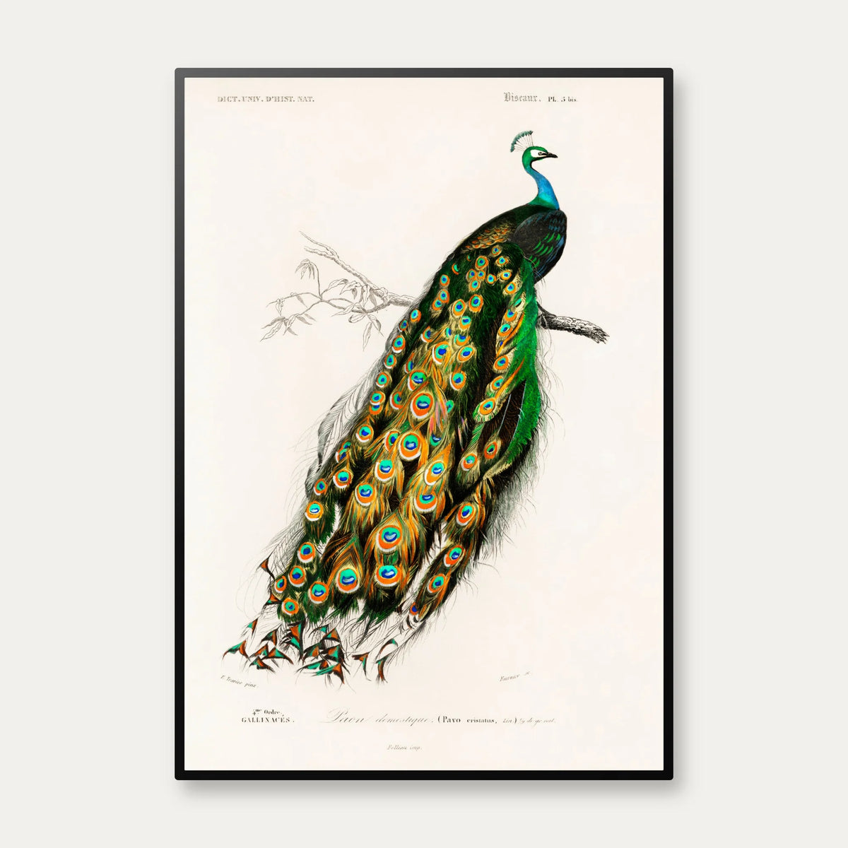 Påfugl - Naturillustration fra 1892 – billede 1