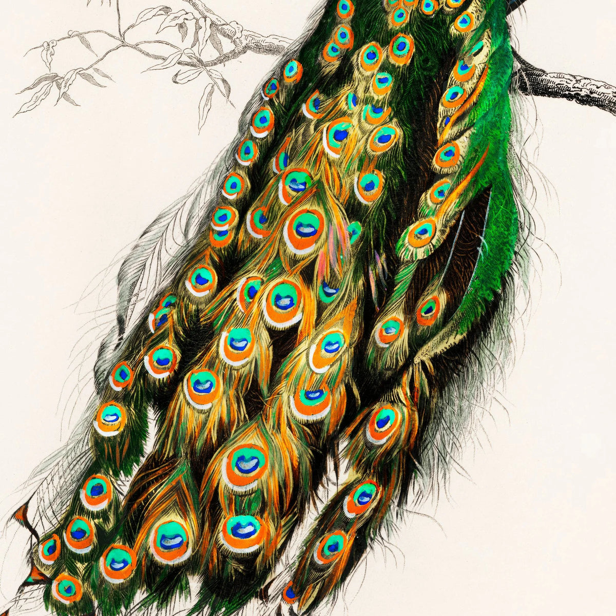 Påfugl - Naturillustration fra 1892 – billede 4