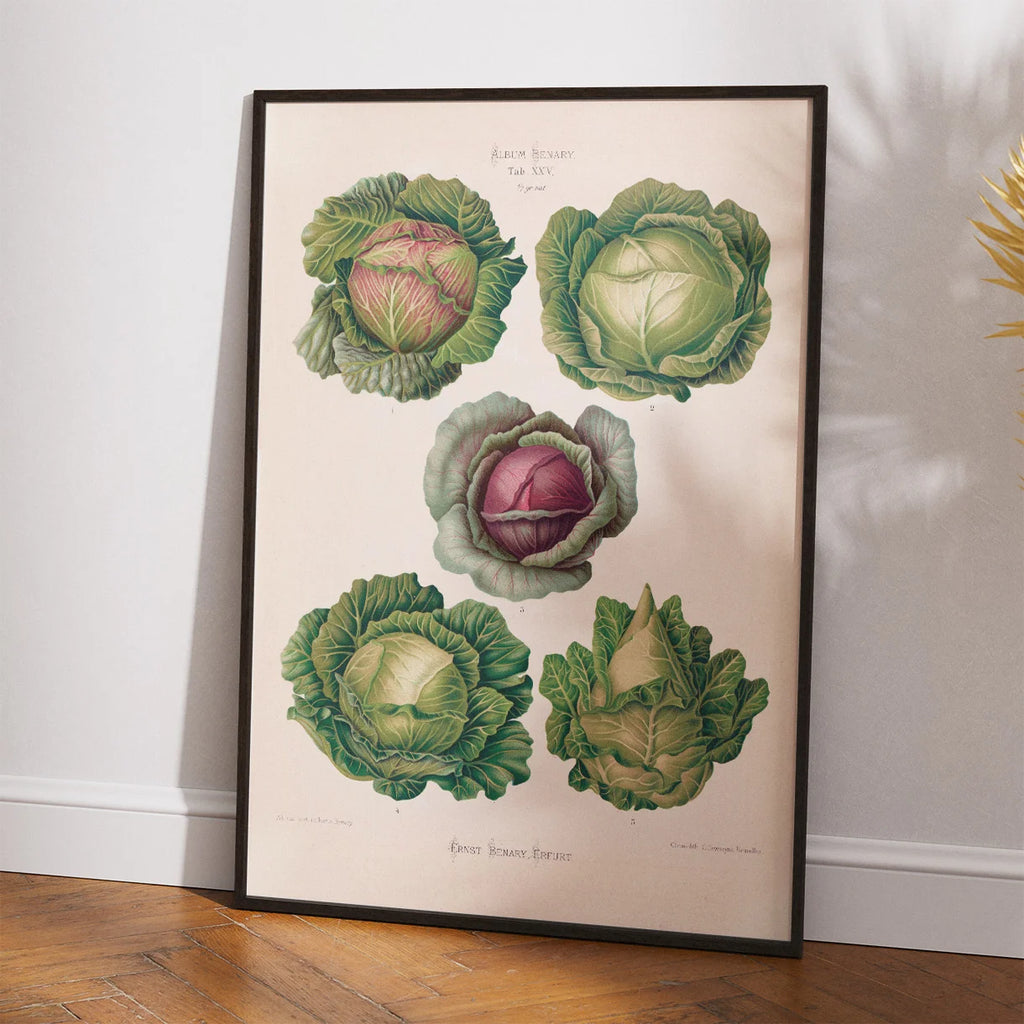 Kål - Botanisk planche af Ernst Benary fra 1880 – billede 2