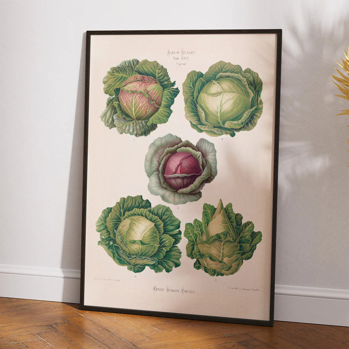 Kål - Botanisk planche af Ernst Benary fra 1880 – billede 2