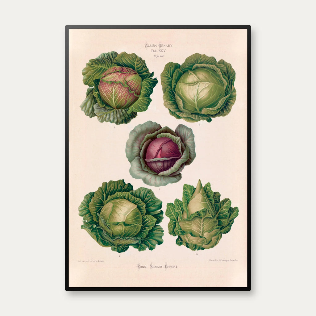 Kål - Botanisk planche af Ernst Benary fra 1880 – billede 1