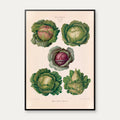 Kål - Botanisk planche af Ernst Benary fra 1880 – billede 1