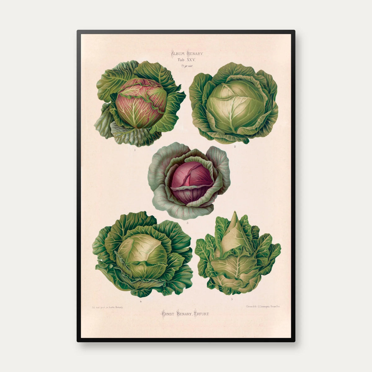 Kål - Botanisk planche af Ernst Benary fra 1880 – billede 1