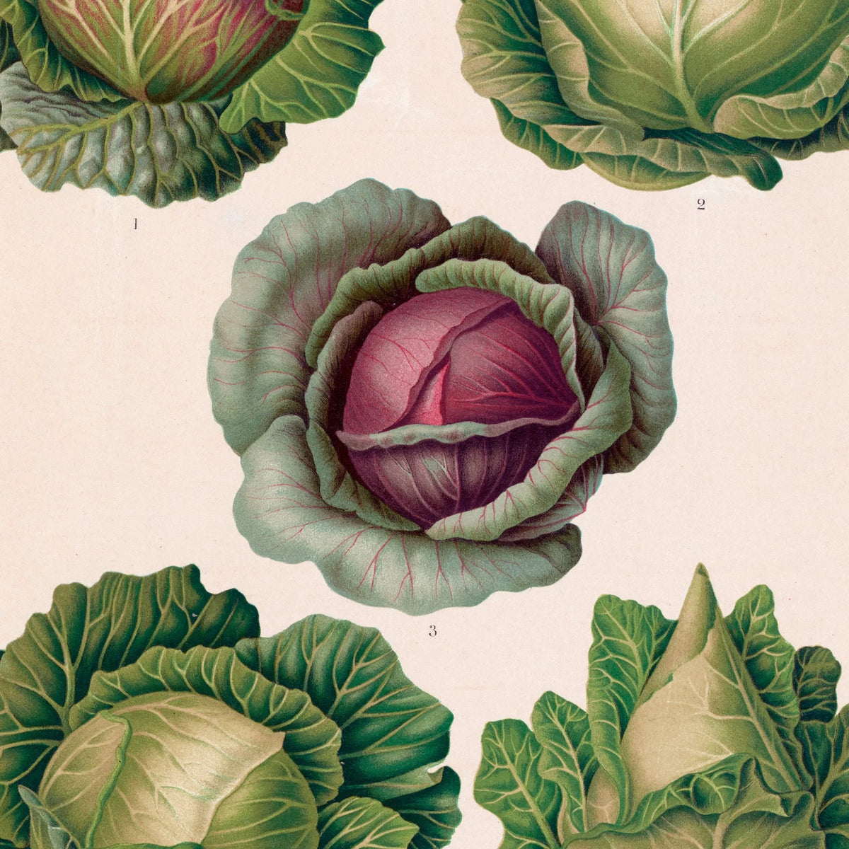 Kål - Botanisk planche af Ernst Benary fra 1880 – billede 4
