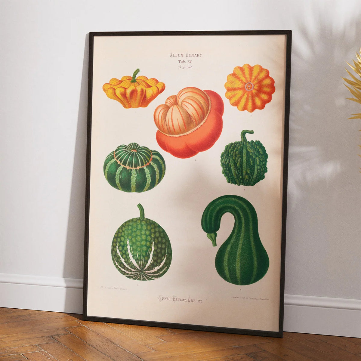 Prydagræskar - Botanisk planche af Ernst Benary fra 1880 – billede 2