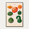 Prydagræskar - Botanisk planche af Ernst Benary fra 1880 – billede 1