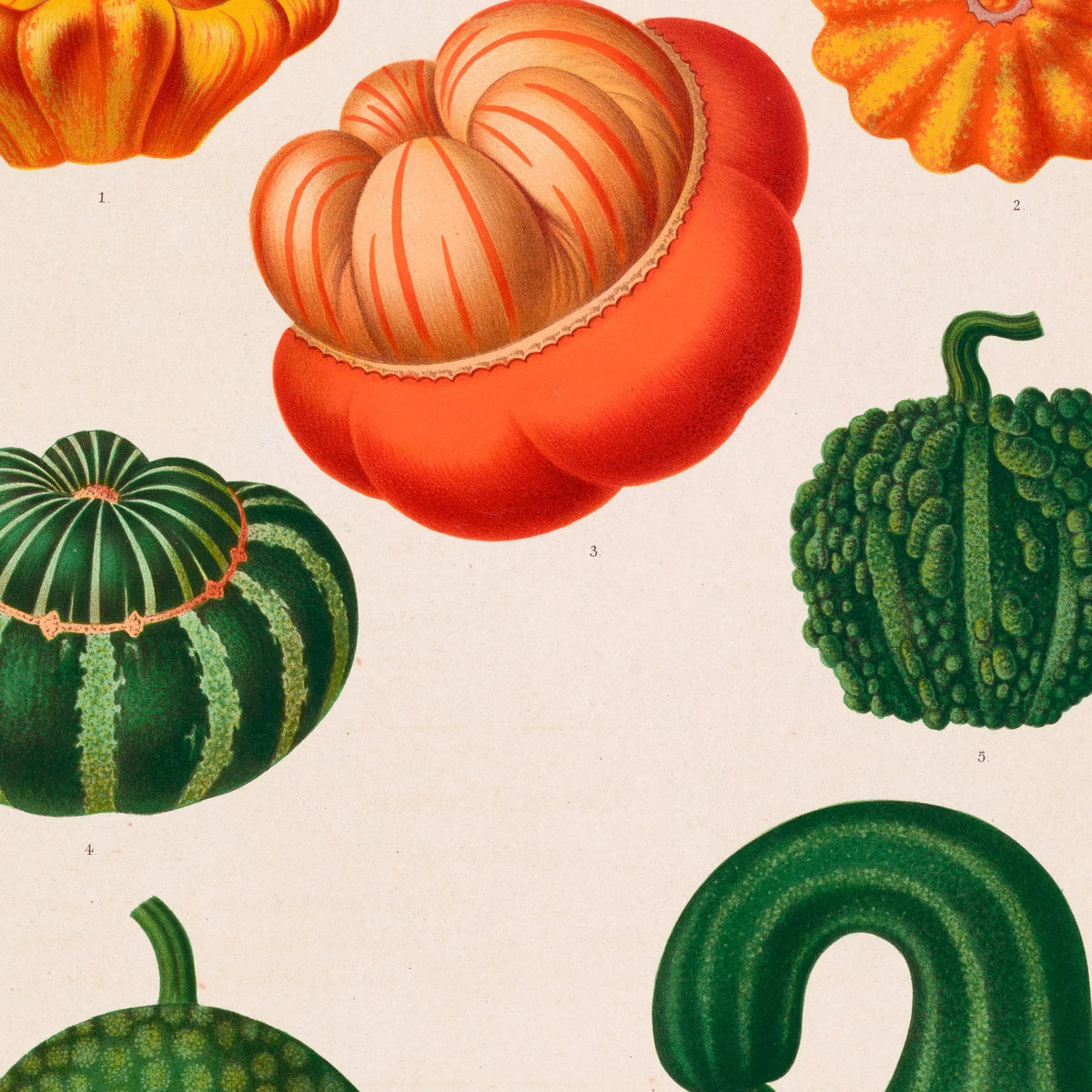Prydagræskar - Botanisk planche af Ernst Benary fra 1880 – billede 4