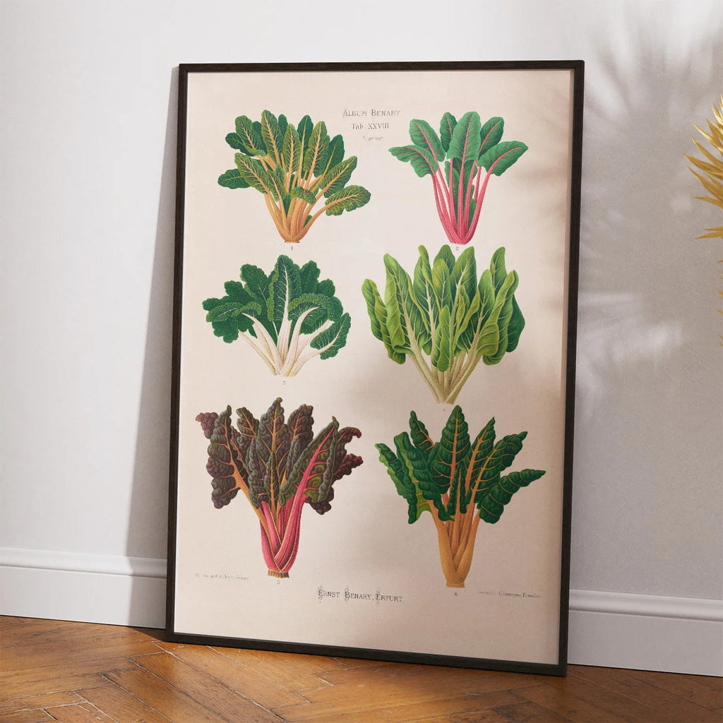 Bladbede - Botanisk planche af Ernst Benary fra 1880 – billede 2