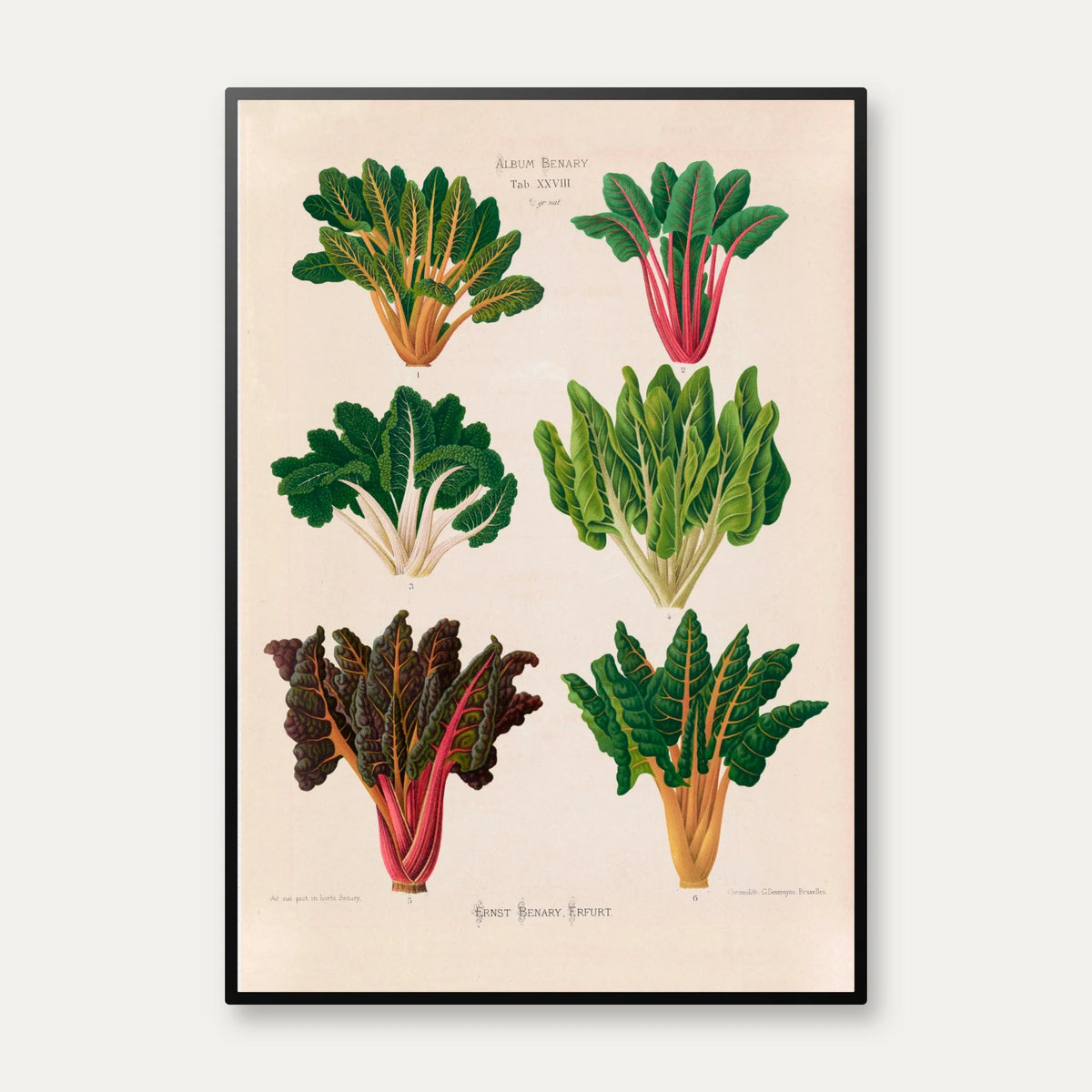 Bladbede - Botanisk planche af Ernst Benary fra 1880 – billede 1