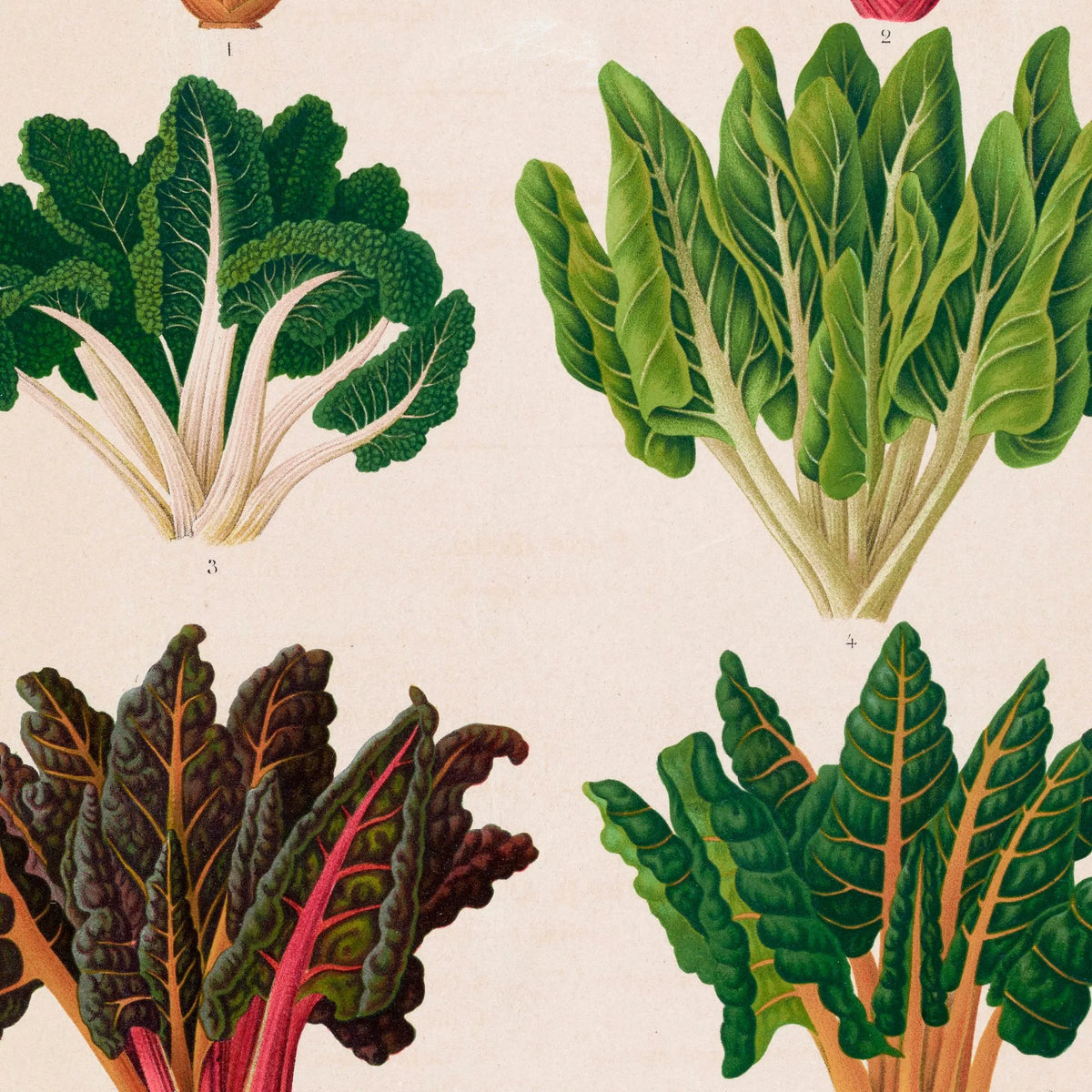 Bladbede - Botanisk planche af Ernst Benary fra 1880 – billede 4