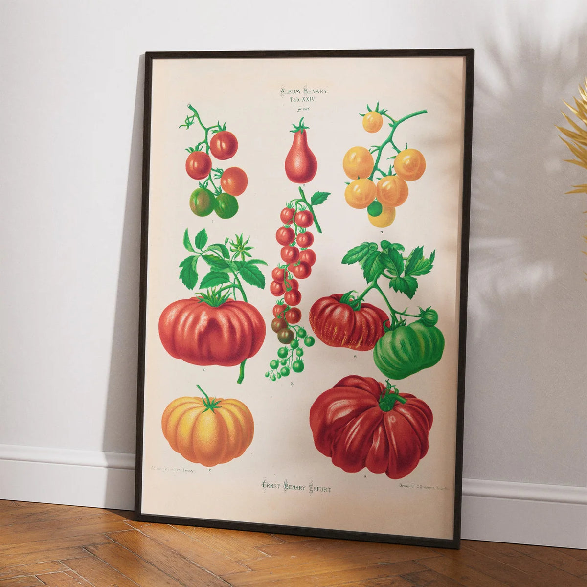 Tomater - Botanisk planche af Ernst Benary fra 1880 – billede 2