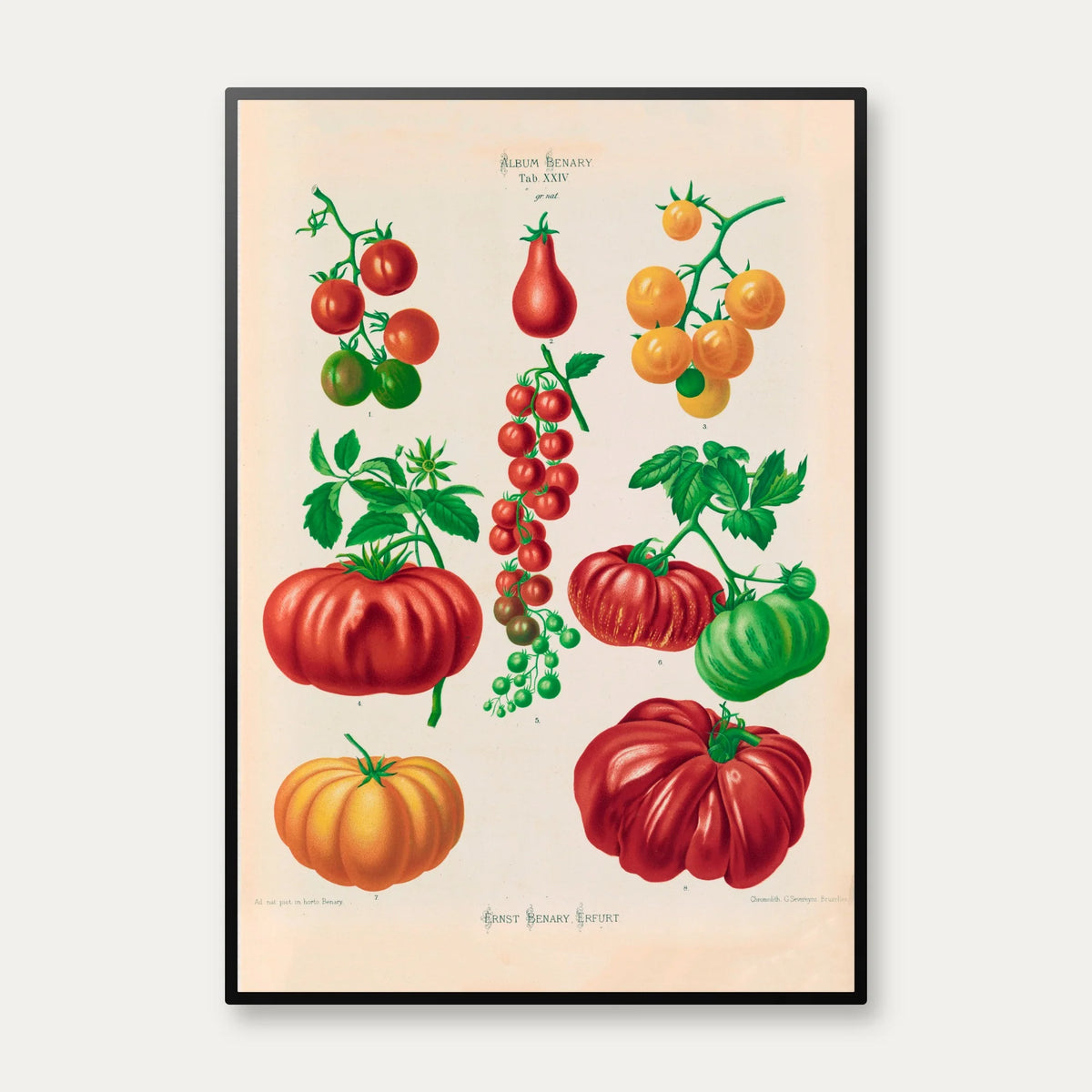 Tomater - Botanisk planche af Ernst Benary fra 1880 – billede 1