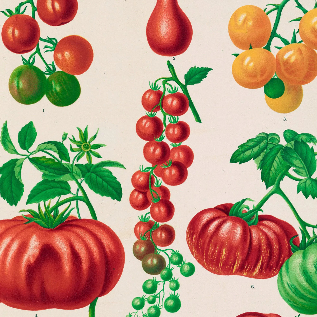 Tomater - Botanisk planche af Ernst Benary fra 1880 – billede 4