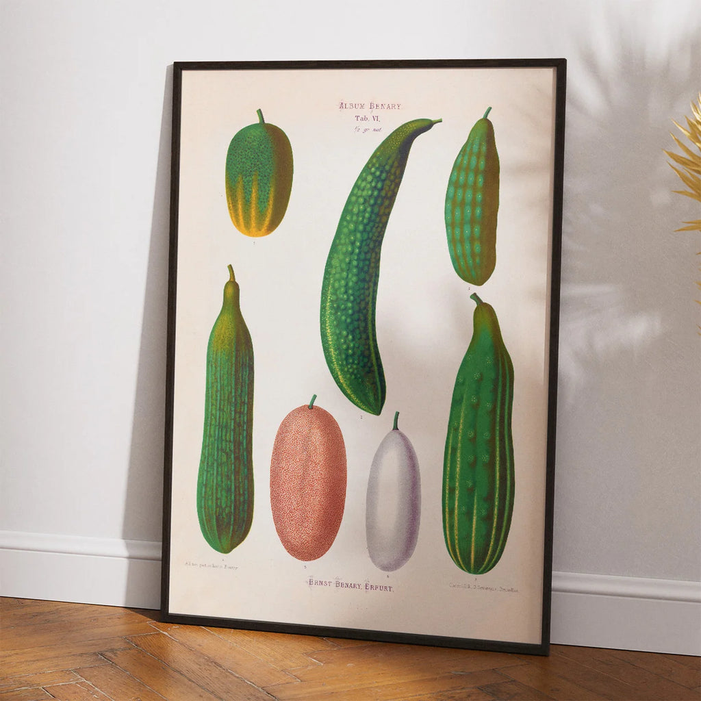 Agurker - Botanisk planche af Ernst Benary fra 1880 – billede 2