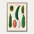 Agurker - Botanisk planche af Ernst Benary fra 1880 – billede 1