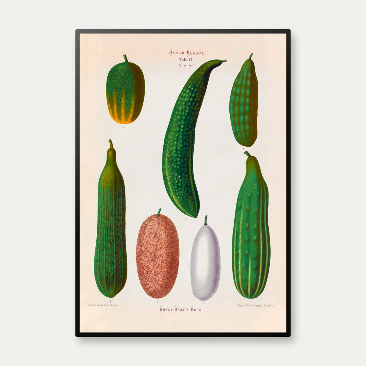 Agurker - Botanisk planche af Ernst Benary fra 1880 – billede 1