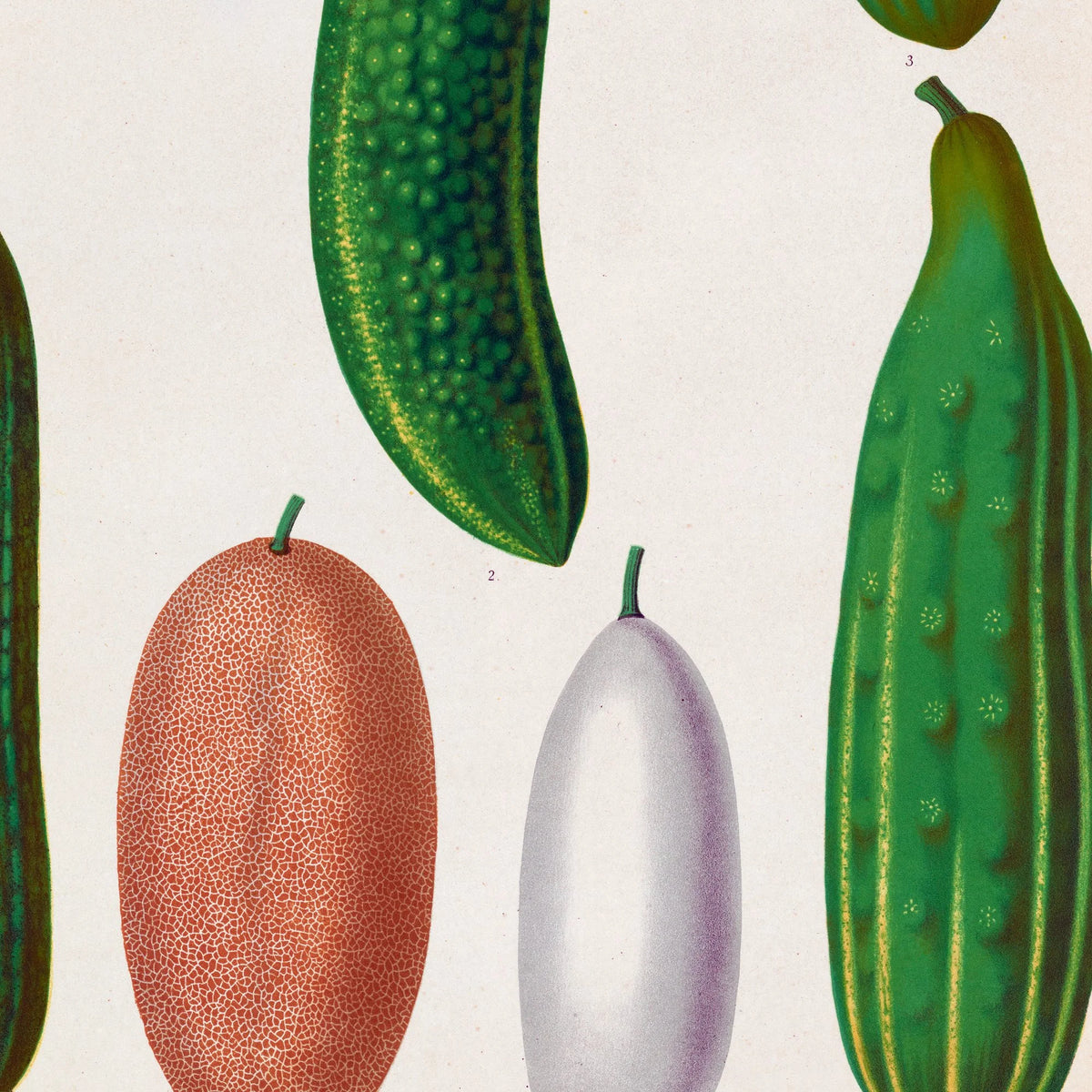 Agurker - Botanisk planche af Ernst Benary fra 1880 – billede 4