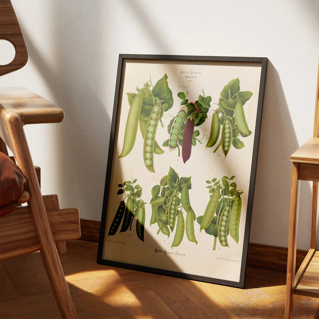 Ærter - Botanisk planche af Ernst Benary fra 1880 – billede 3