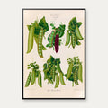 Ærter - Botanisk planche af Ernst Benary fra 1880 – billede 1
