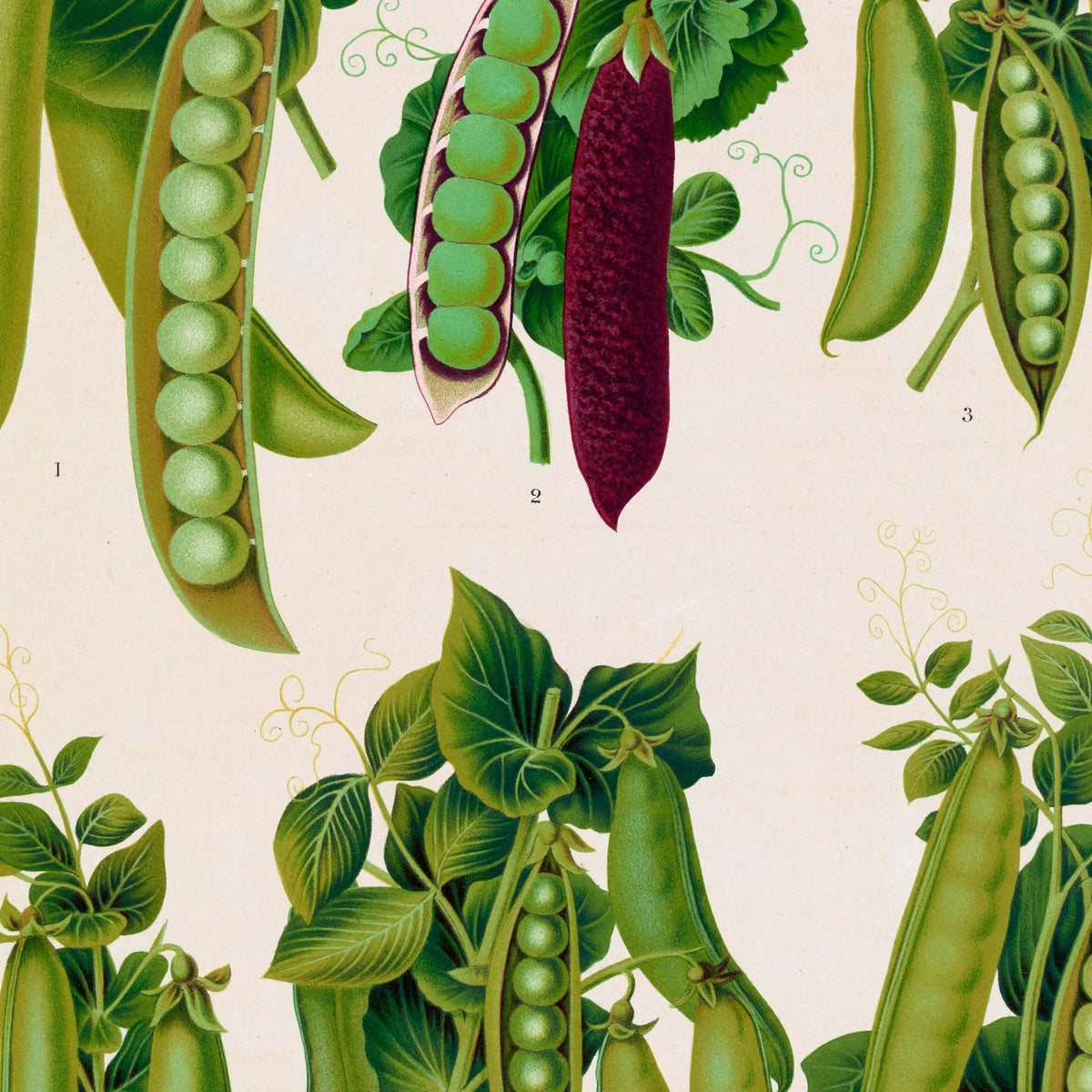 Ærter - Botanisk planche af Ernst Benary fra 1880 – billede 4