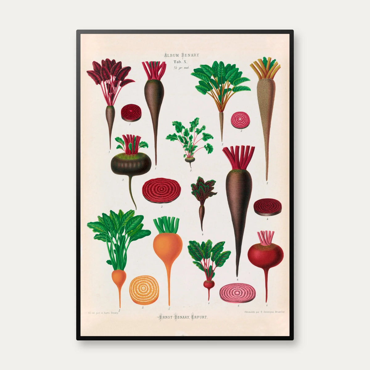 Rødbeder - Botanisk planche af Ernst Benary fra 1880 – billede 1