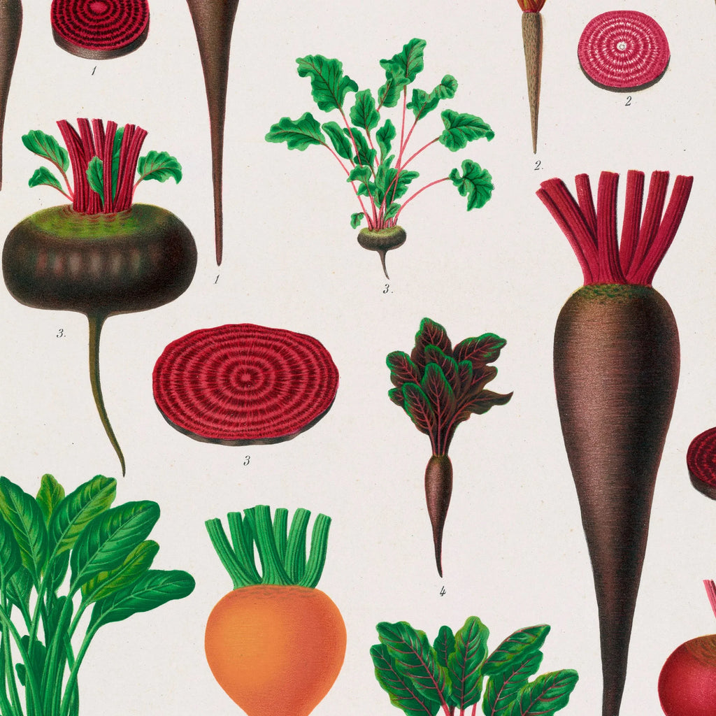 Rødbeder - Botanisk planche af Ernst Benary fra 1880 – billede 4