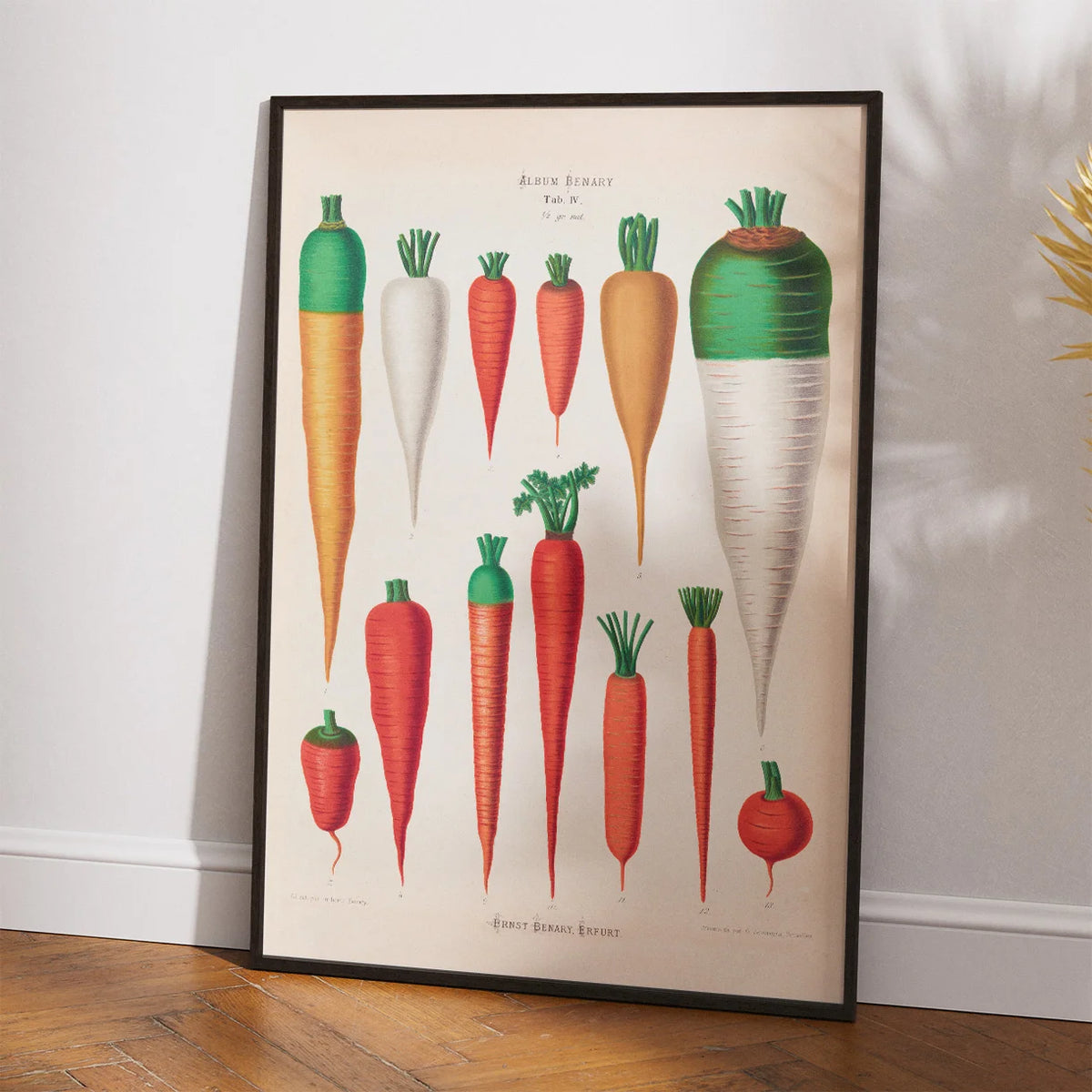 Gulerødder - Botanisk planche af Ernst Benary fra 1880 – billede 2