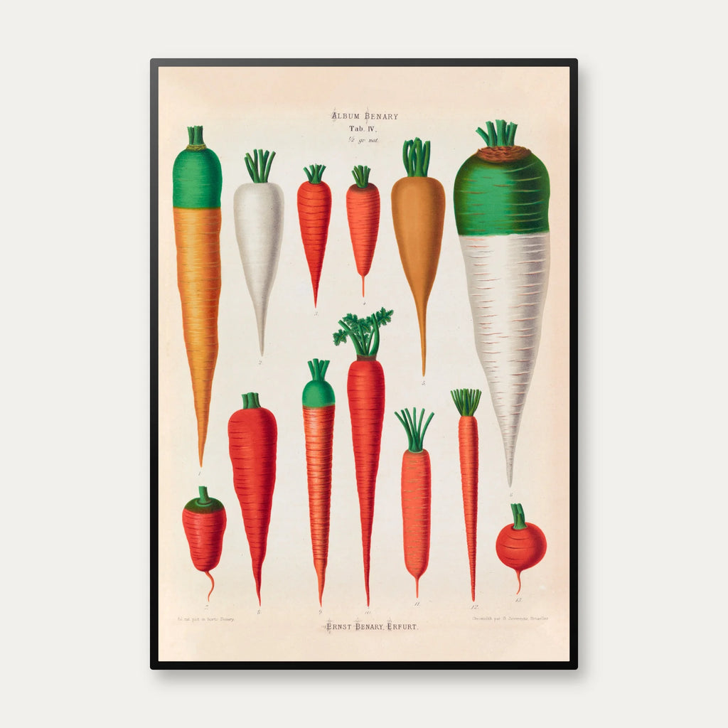 Gulerødder - Botanisk planche af Ernst Benary fra 1880 – billede 1