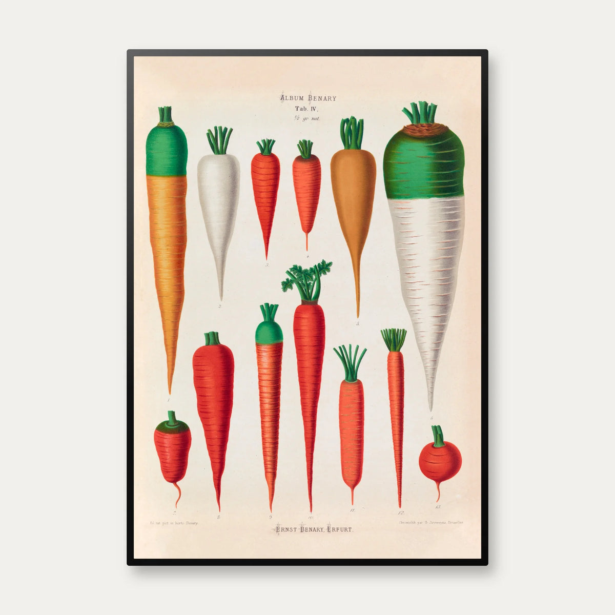 Gulerødder - Botanisk planche af Ernst Benary fra 1880 – billede 1