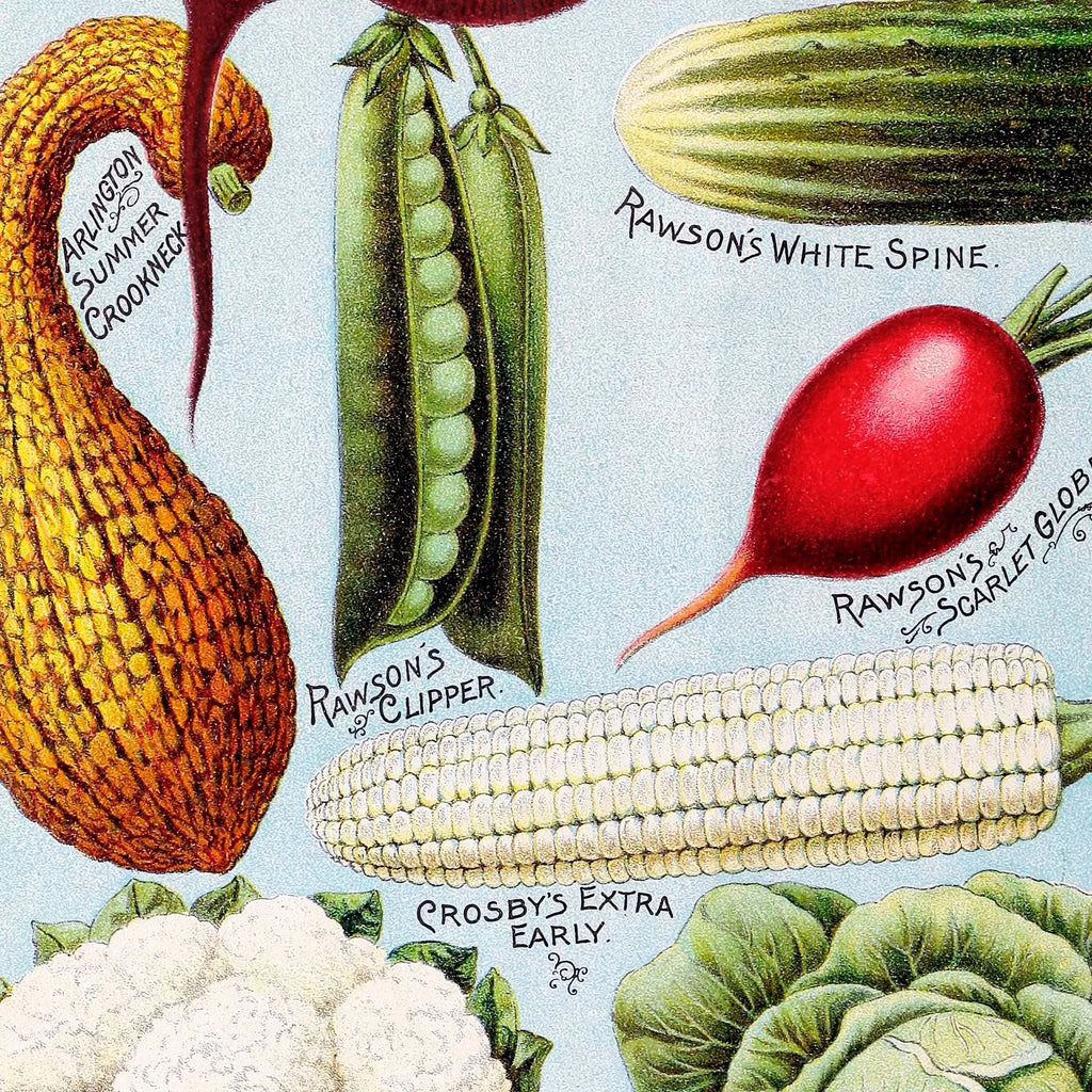 Rawson's grøntsags- og blomsterfrø - Reklameplakat fra 1895 – billede 4