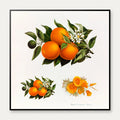Appelsiner og valmuer - Frugtillustration fra 1895 – billede 1