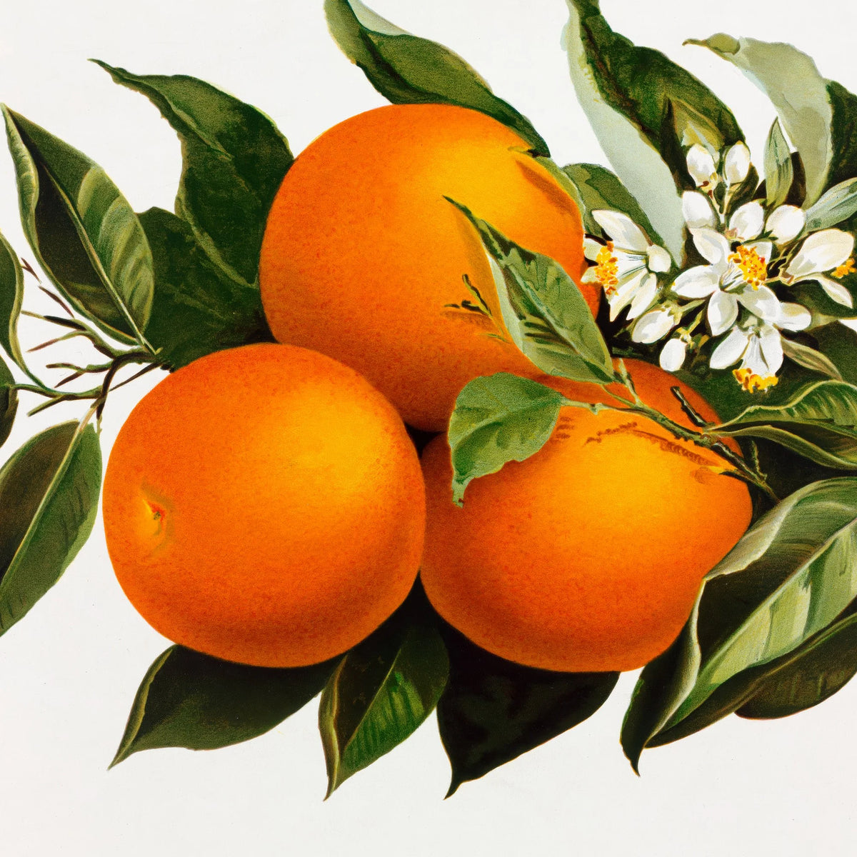 Appelsiner og valmuer - Frugtillustration fra 1895 – billede 4