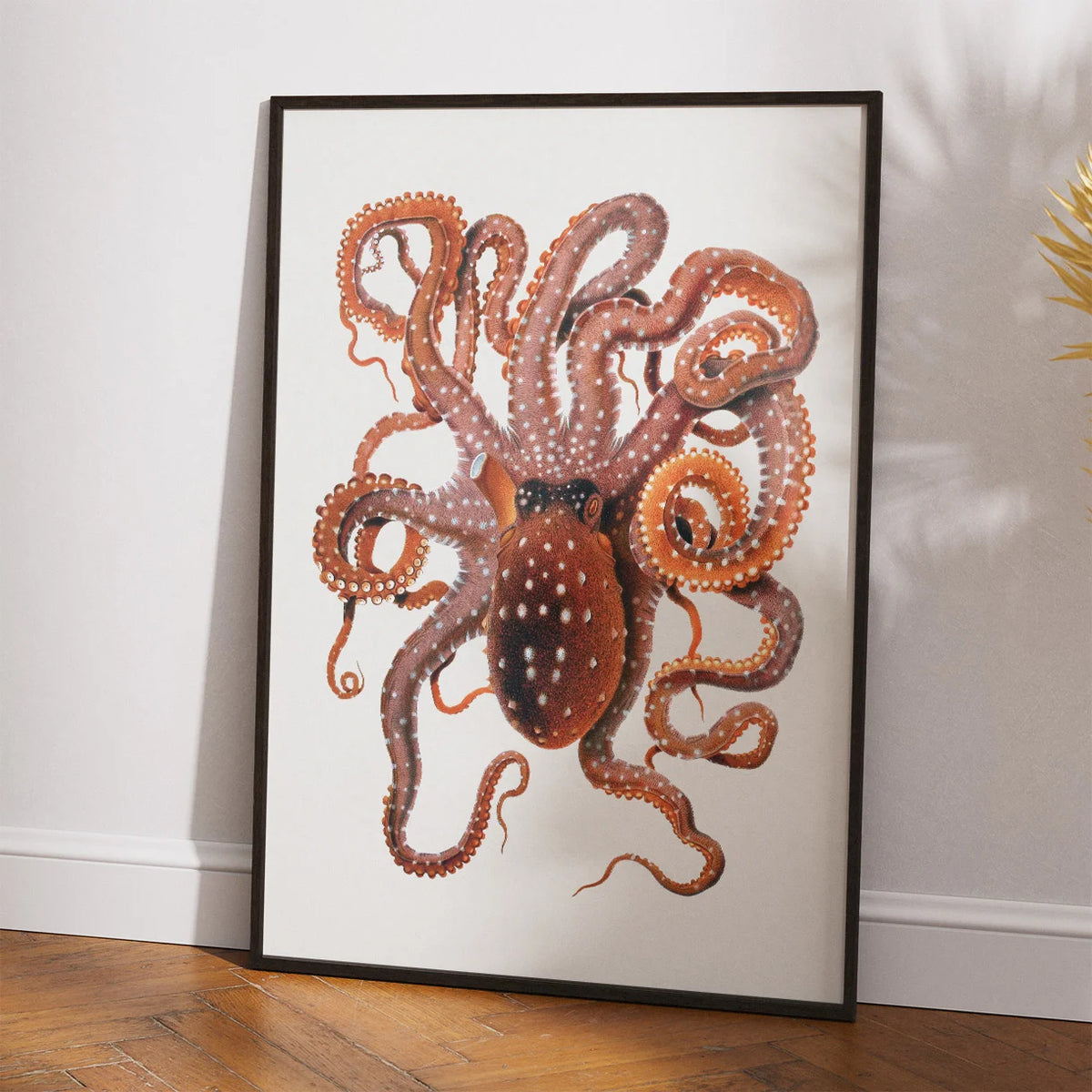 Hvidplettet blæksprutte - Naturillustration fra 1896 – billede 2