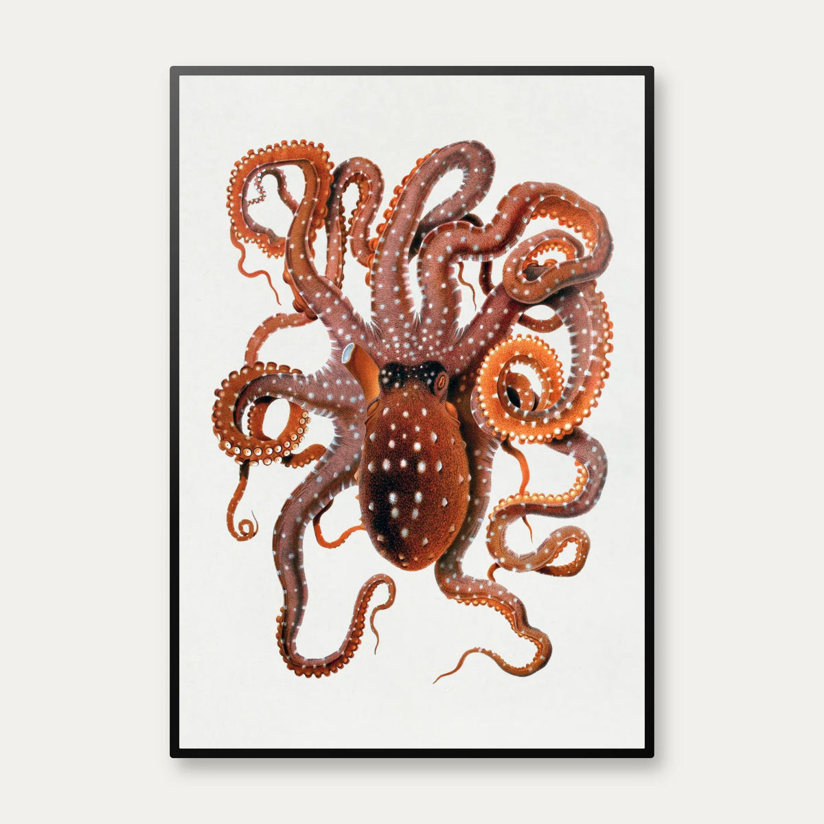 Hvidplettet blæksprutte - Naturillustration fra 1896 – billede 1