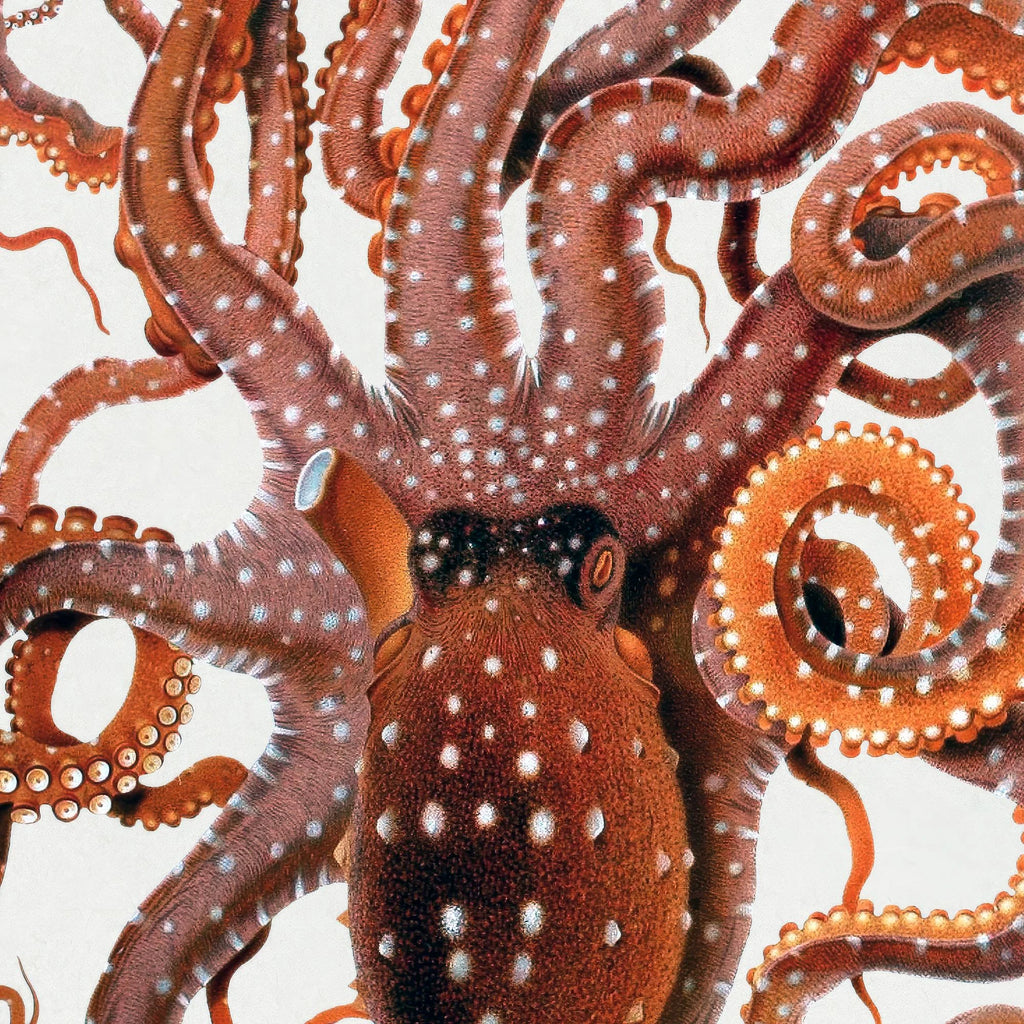 Hvidplettet blæksprutte - Naturillustration fra 1896 – billede 4