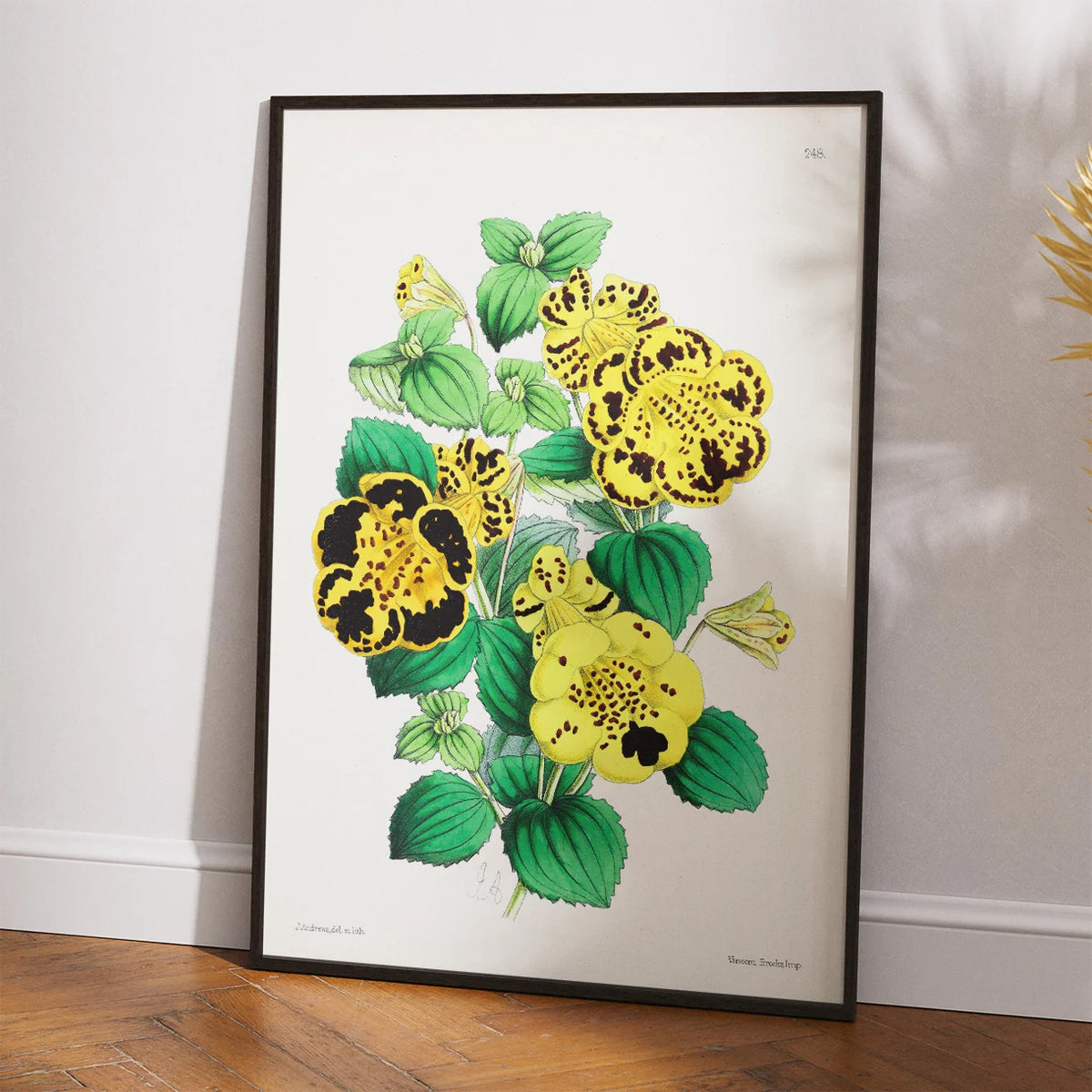 Calceolaria - Botanisk illustration fra 1870 – billede 2