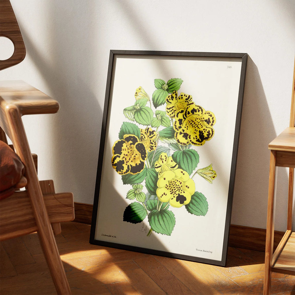 Calceolaria - Botanisk illustration fra 1870 – billede 3
