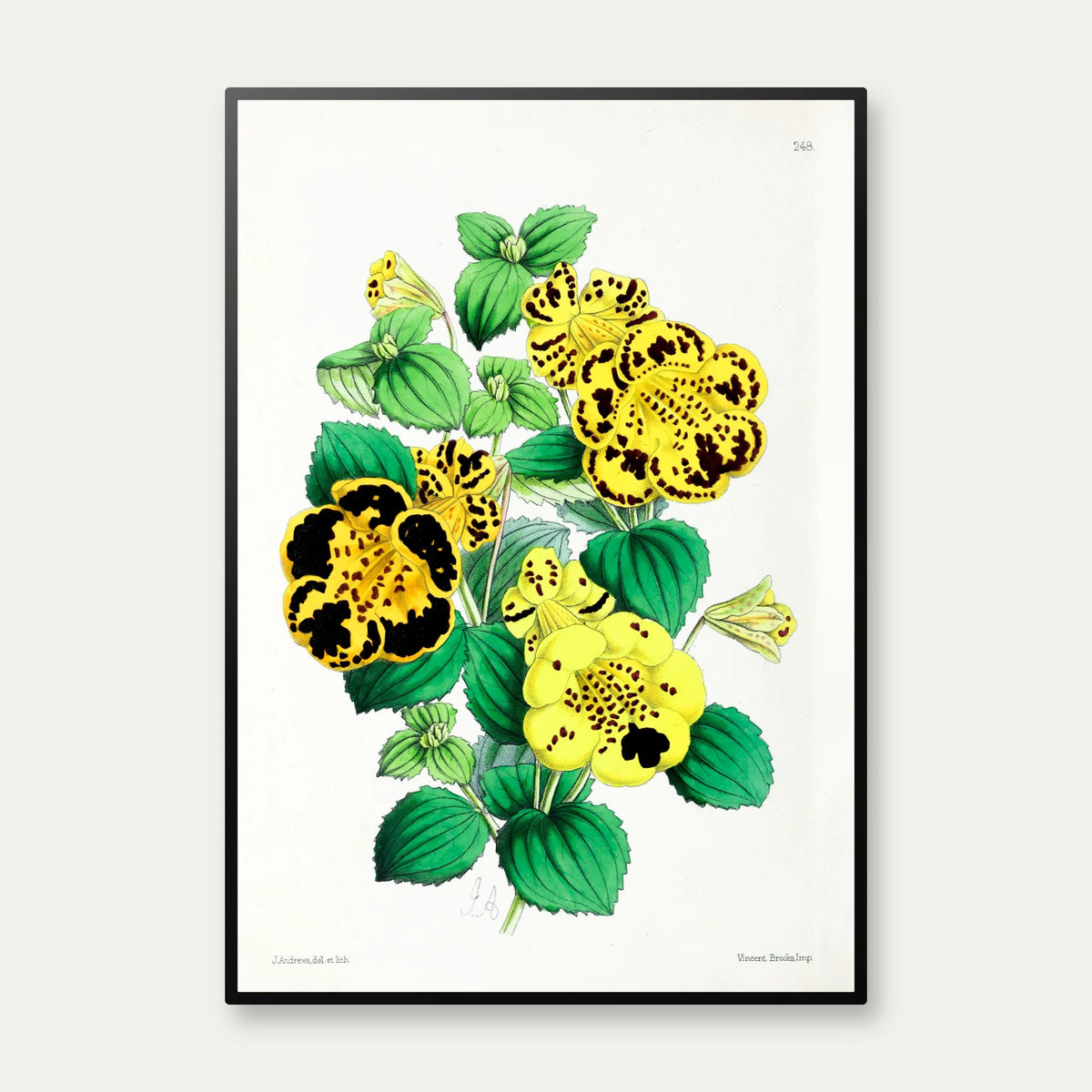 Calceolaria - Botanisk illustration fra 1870 – billede 1