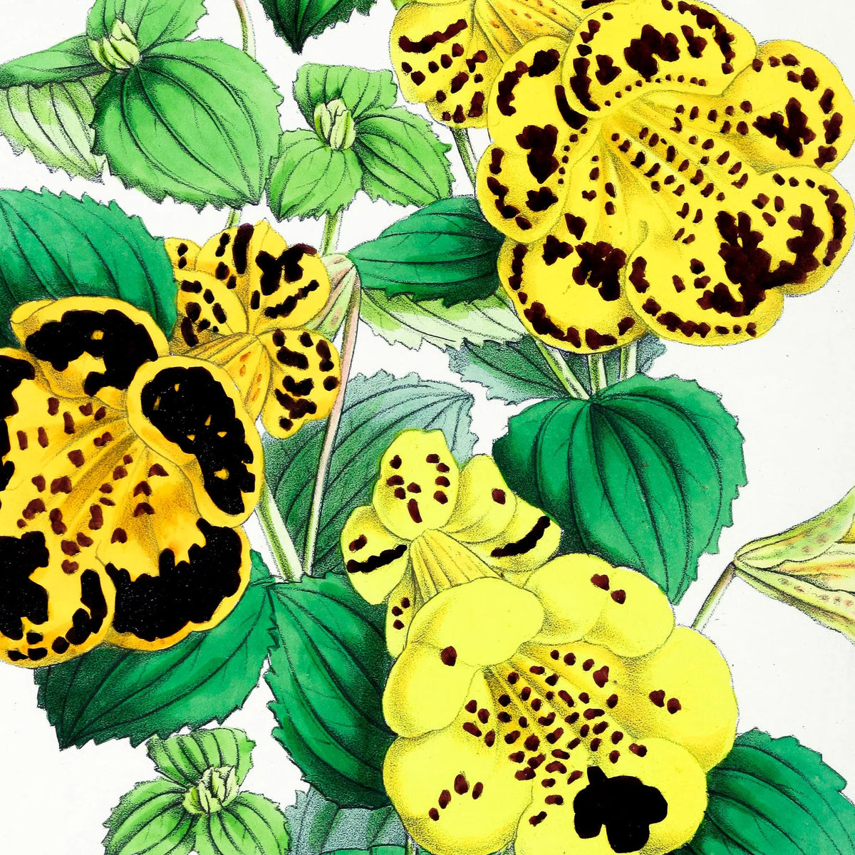 Calceolaria - Botanisk illustration fra 1870 – billede 4
