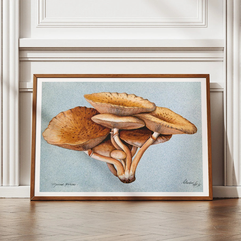 Inocybe pudica - Svampeillustration fra 1895 – billede 2