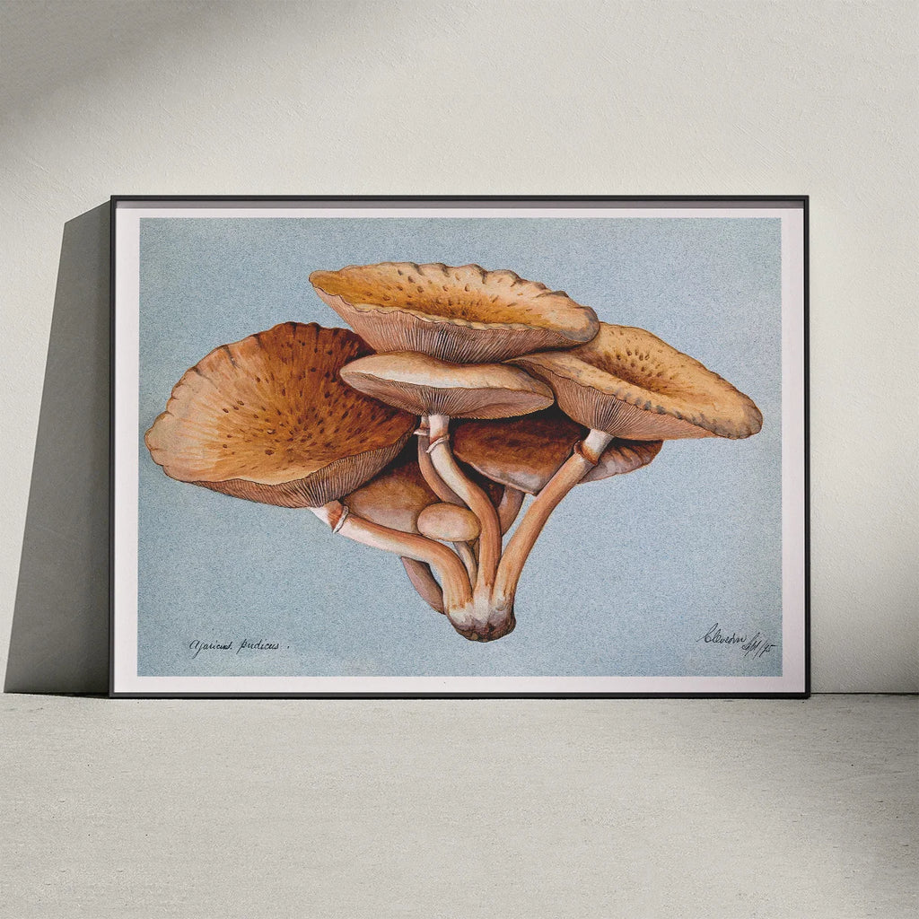 Inocybe pudica - Svampeillustration fra 1895 – billede 3