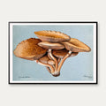 Inocybe pudica - Svampeillustration fra 1895 – billede 1