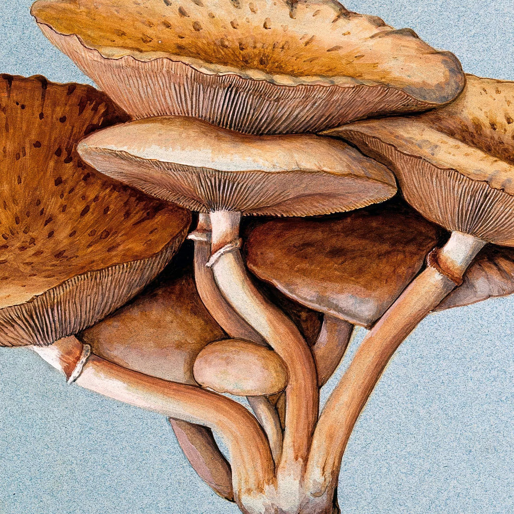 Inocybe pudica - Svampeillustration fra 1895 – billede 4