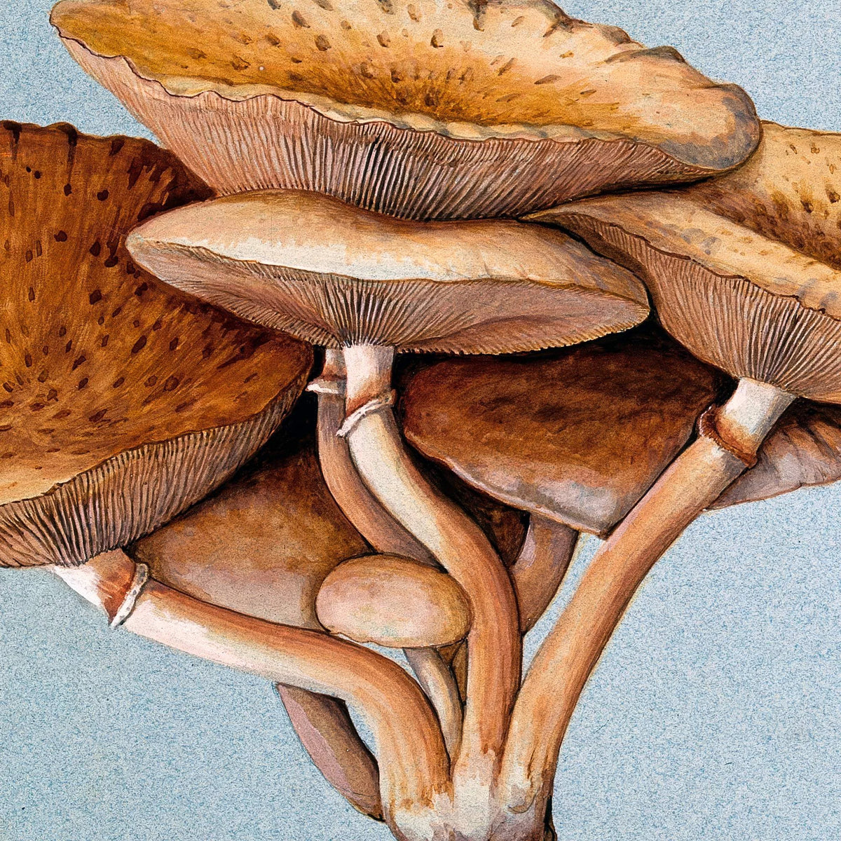 Inocybe pudica - Svampeillustration fra 1895 – billede 4