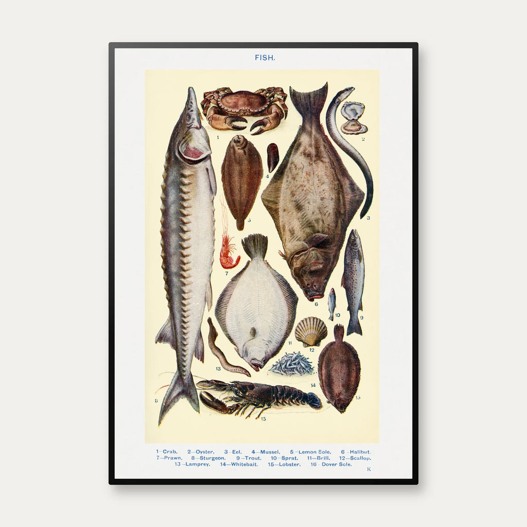 Fisk og skaldyr - Madillustration fra 1923 – billede 1